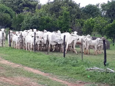 Lote/Terreno à venda, 20000m² no , Araçaí