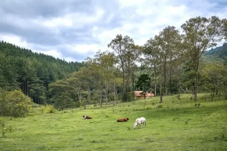 Lote/Terreno à venda, 99000m² no Invernadinha, Rancho Queimado