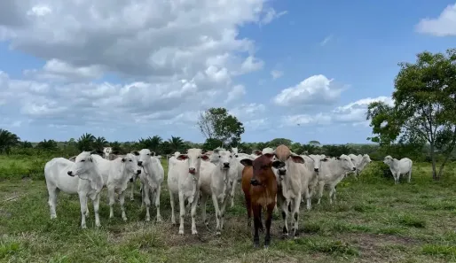 Fazenda/Sítio à venda, 6470000m² no Umarizal, Belém