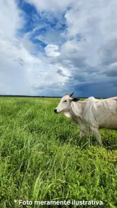 Fazenda/Sítio à venda, 14823000m² no , Nossa Senhora do Livramento