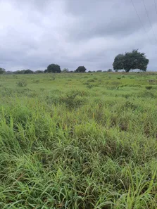 Fazenda/Sítio com 3 Quartos à venda, 200000m² no , Monte Alegre