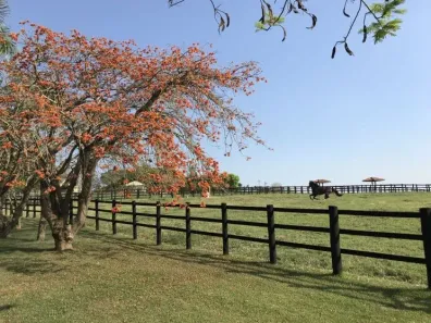 Fazenda/Sítio com 4 Quartos à venda, 4331800m² no Zona Rural, Lapa
