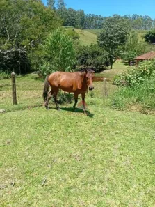 Fazenda/Sítio com 2 Quartos à venda, 100m² no , Lagoinha