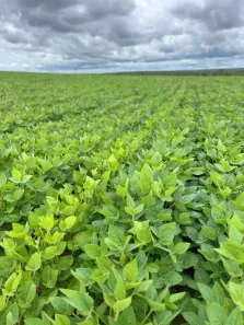 Fazenda/Sítio à venda, 38300000m² no Zona Rural, João Pinheiro