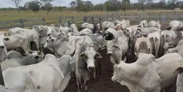 Fazenda/Sítio com 5 Quartos à venda, 1569m² no Centro, Januária