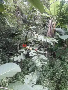 Fazenda/Sítio com 3 Quartos à venda, 411m² no Chácara dos Pinhais, Boituva