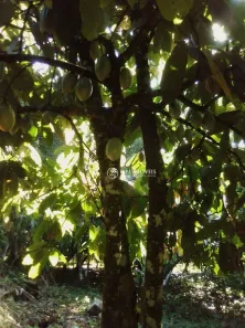 Fazenda/Sítio à venda, 1936000m² no Santa Lúcia, Eunápolis