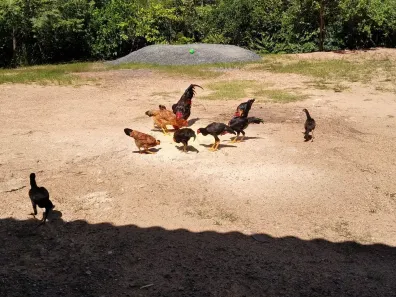 Fazenda/Sítio com 5 Quartos à venda, 30000m² no Setor de Hotéis e Diversões, Brasília