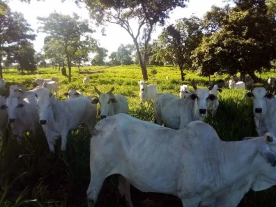 Fazenda/Sítio com 3 Quartos à venda, 1541m² no Acorizal, Acorizal
