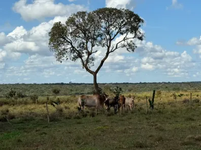 Fazenda/Sítio à venda, 319000m² no Centro, Sidrolândia