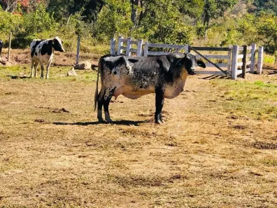 Fazenda/Sítio à venda, 338800m² no , Pontalina