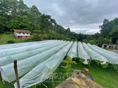 Fazenda/Sítio com 1 Quarto para alugar, 5000m² no Colina de Flores, Flores da Cunha