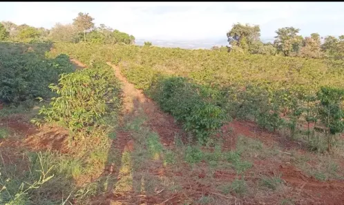 Fazenda/Sítio com 2 Quartos à venda, 121000m² no , Monte Santo de Minas