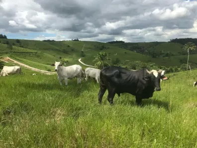 Fazenda/Sítio com 8 Quartos à venda, 500000m² no , Moreno