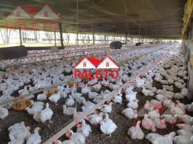 Fazenda/Sítio com 4 Quartos à venda, 157300m² no Área Rural de Porangaba, Porangaba