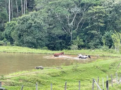 Fazenda/Sítio com 3 Quartos à venda, 90m² no Cunha, Cunha