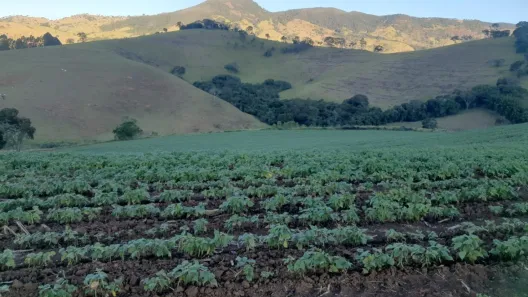 Fazenda/Sítio com 1 Quarto à venda, 1m² no Virginia, Virgínia