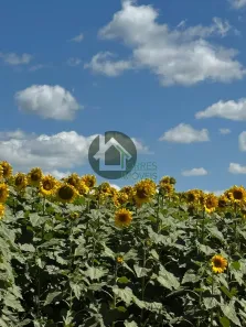 Fazenda/Sítio com 4 Quartos à venda, 130m² no Distrito Agroindustrial de Anápolis, Anápolis