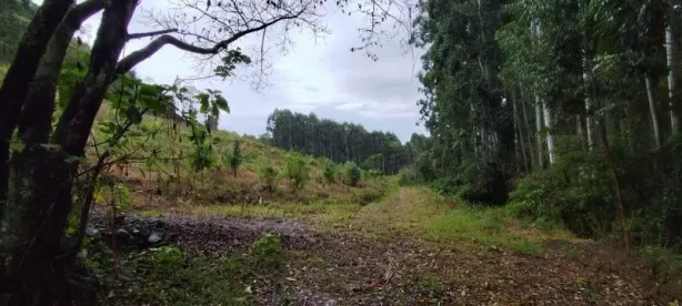 Fazenda/Sítio à venda, 105000m² no , Riozinho