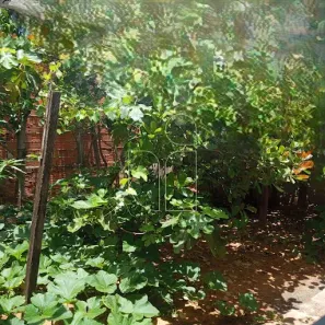 Casa com 2 Quartos à venda, 50m² no Jardim Trieste Cavichioli (Padre Nóbrega), Marília