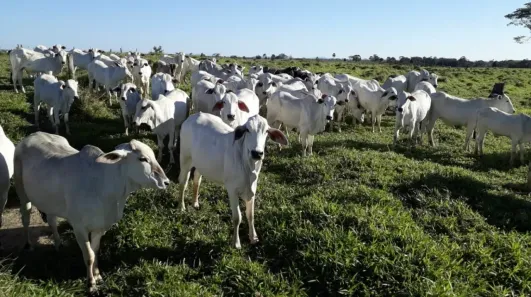 Fazenda/Sítio à venda, 4000000m² no Monte Belo (Iguabinha), Araruama
