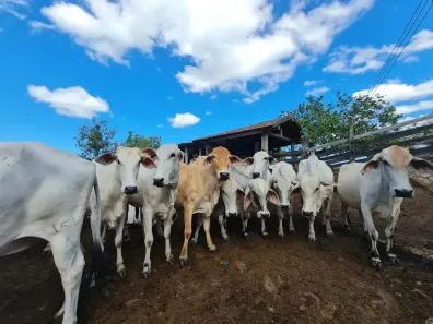 Fazenda/Sítio com 1 Quarto à venda, 14157000m² no São Vicente de Paula, Araruama