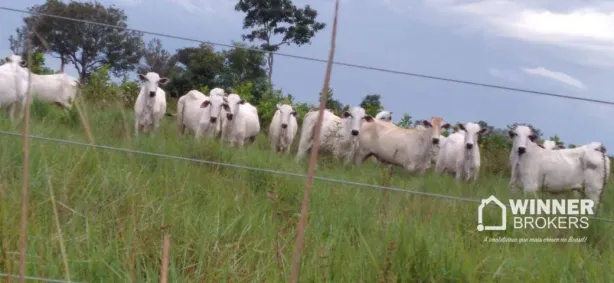 Fazenda/Sítio à venda, 51304000m² no , Santa Terezinha