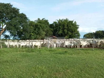 Fazenda/Sítio à venda, 900m² no , Paranã