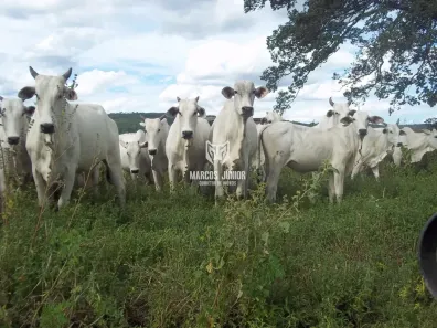 Fazenda/Sítio à venda, 850m² no , Jequitaí