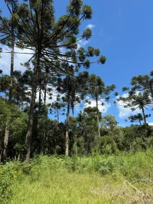 Lote/Terreno à venda, 20000m² no , Rio Rufino