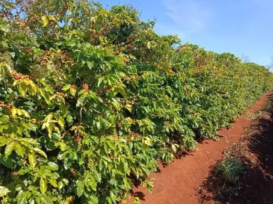 Fazenda/Sítio à venda, 1524600m² no , Ribeirão do Pinhal
