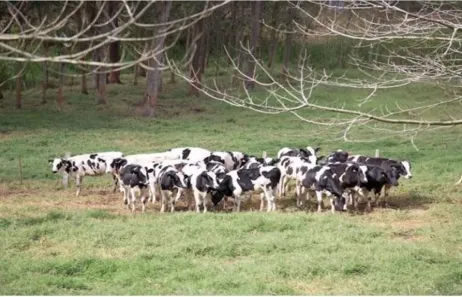 Fazenda/Sítio com 4 Quartos à venda, 500m² no Centro, Lagoinha