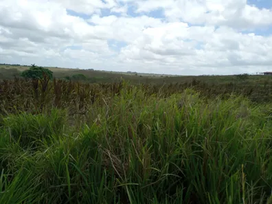 Fazenda/Sítio com 4 Quartos à venda, 115000m² no , Monte Alegre