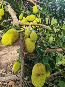 Fazenda/Sítio com 3 Quartos à venda, 6100m² no , Vera Cruz