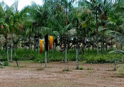 Fazenda/Sítio à venda, 1180000m² no , São João da Ponta
