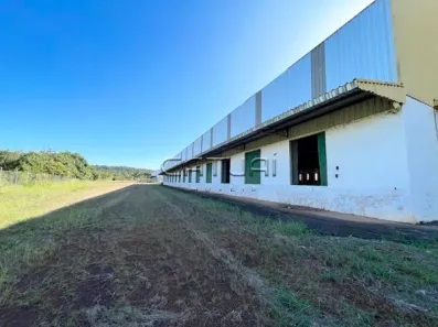 com 1 Quarto para alugar, 12000m² no Conjunto Habitacional Jamile Dequech, Londrina
