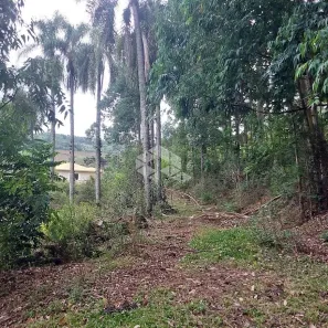 Fazenda/Sítio à venda, 20000m² no Faria Lemos, Bento Gonçalves