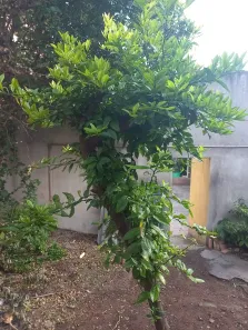 Lote/Terreno à venda, 239m² no São Mateus, Contagem