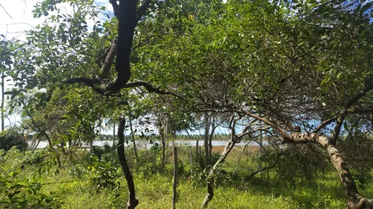 Fazenda/Sítio à venda, 9090m² no , Estância
