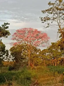 Fazenda/Sítio com 2 Quartos à venda, 10m² no Jatobá, Jaraguari