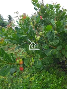Fazenda/Sítio com 1 Quarto à venda, 3000000m² no , Jandaíra