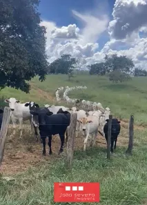 Fazenda/Sítio à venda, 484000m² no , Santa Cruz de Goiás