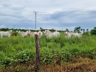 Fazenda/Sítio com 10 Quartos à venda, 2000m² no , Santo Antônio de Leverger