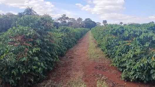 Fazenda/Sítio com 1 Quarto à venda, 266200m² no Lagoinha, São Sebastião do Paraíso