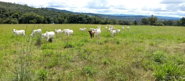 Fazenda/Sítio com 4 Quartos à venda, 10m² no , Rubiataba