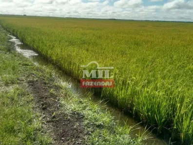 Fazenda/Sítio com 3 Quartos à venda, 500m² no , Lagoa da Confusão