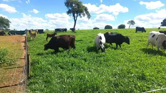 Fazenda/Sítio à venda, 2032800m² no , Nossa Senhora das Graças