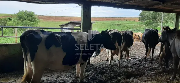 Fazenda/Sítio com 2 Quartos à venda, 363m² no , Santa Tereza do Oeste