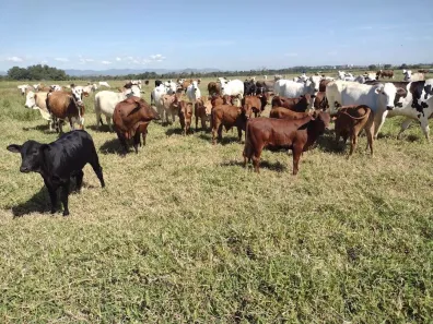 Fazenda/Sítio com 1 Quarto à venda, 100m² no São Dimas, Guaratinguetá