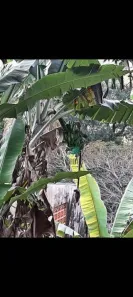 Lote/Terreno à venda, 511m² no Sete Praias, São Paulo